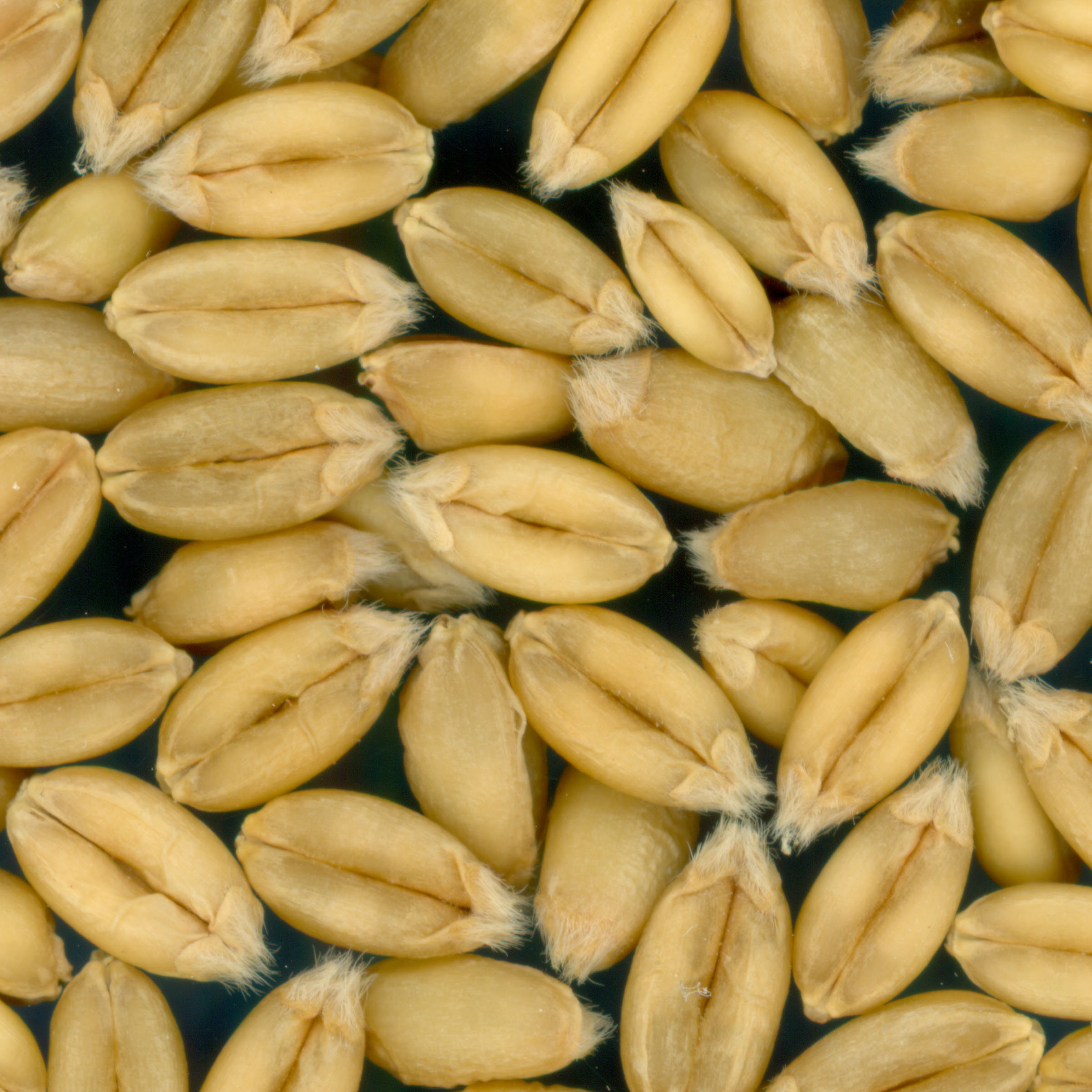KERNELS